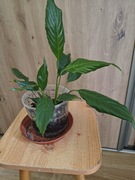 Skrzydłokwiat doniczka sadzonka 