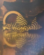 Zbrojnik Hypancistrus L333