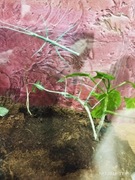 Medauroidea extradentata Patyczak rogaty odmiana „Blue”