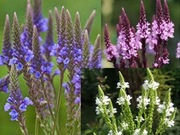 Werbena hastata mix.Verbena hastata L.30n   