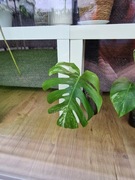 Monstera deliciosa Variegata