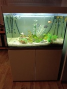 Akwarium 300 l z mieszkańcami i osprzętem