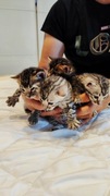 Małe koty bengalskie  rezerwacja Hodowla kotów bengalskich Lokicatus