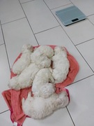 Pies maltańczyk szczenię