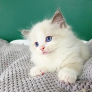 Kocurek ragdoll rodowód WCF 
