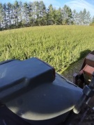 Świerk pospolity 2/2 35 cm 70 cm