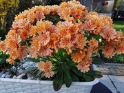 Lewizja -15 nasion mix kolor 