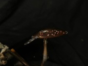 Zestaw woblerów kleniowo-pstrągowych Handmade