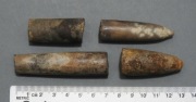 Belemnit rostrum Jura środkowa fragmenty zestaw 4 sztuki