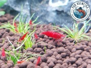 Krewetki Neocaridina Bloody Mary - 20 sztuk