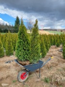 Tuja, Tuje, Thuje Szmaragd 90-140cm. Transport. 