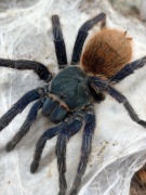 Ptaszniki pająki chromatopelma, avicularia, machala, incei, irminia, versi