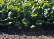 Szpinak Tundra Gruby liść