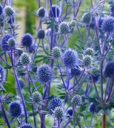 Nasiona z własnego ogrodu Mikołajek płaskolistny 