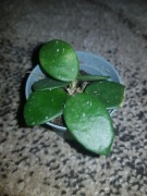 Hoya Hoja Mathilde Mathilda 