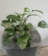 Epipremnum blue form 