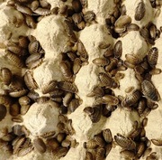 1-2 cm 200szt + POKARM GRATIS! Karaczany Argentyńskie Dubia! HEATPACK!