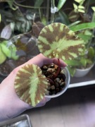 begonia CLEOPARAE | pięknie się wybarwia w mocniejszym świetle