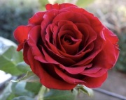 Róża pnąca czerwona pachnąca