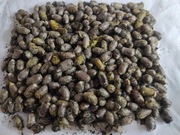 Murarka ogrodowa 1000 kokonów.