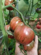 Pomidor Chocolate Stripes - Karma dla rybek