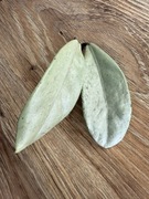 Hoya Wilbur graves silver hoja