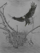 Orzeł,rysunek w olowku