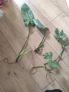 Zestaw  Jose Buono, Silver Sword, Rhaphidophora tetrasperma philodendron 