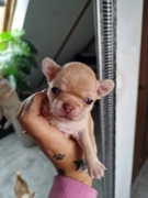 Piesek Chihuahua. Krótkowłosy biszkoptowy. Roni