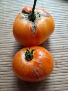 Nasiona pomidor Beauty King min. 10szt.