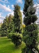 Wysokie drzewka Cyprys Królewski two-needle 20lat 