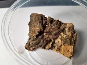 Tapinauchenius sanctivincenti 2-2.5 DC NS