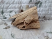 Fragmenty czaszki dzika (Sus scrofa)