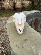 Czaszka OWCY Kameruńskiej lisa borsuka łani. Profesjonalna preparacja! 