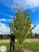 Acer rubrum, klon czerwony, wysokości: 250-450cm, wielopniowy