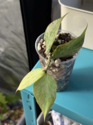 hoya polyneura broget | sadzonka rosnąca