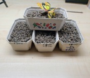 KOKONY  PSZCZOŁA ROGATA 100 SZT+10%