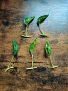 epipremnum godzilla variegata 