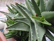 Sadzonki AGAWY / ALOES 