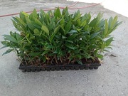 Laurowiśnia Caucasica wys. 10-30cm