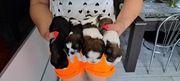 Shih tzu rodowód  do rezerwacji odbiór 8 stopada 