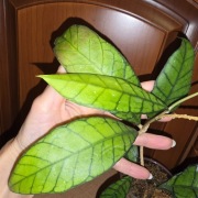 Hoja, hoya ~ CALLISTOPHYLLA SABAH BORNEO/ BIG LEAF ~ 30 cm szczepka 