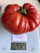 Pomidor Ananas Czerwony Pineaple kolekcjonerskie nasiona