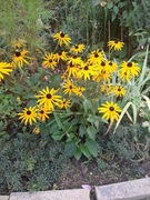 Rudbekia błyskotliwa duża sadzonka