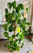 Piękna duża prawie 2m Monstera Deliciosa