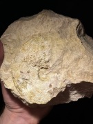 Spora skamieniałość Amonita z Jury Krakowsko-Częstochowskiej