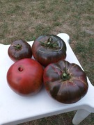 Black Elephant pomidor kolekcjonerski