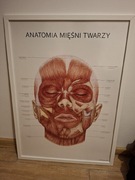 Plakat Anatomia Mieśni Twarzy w ramce