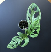 Monstera Adansonii Mint