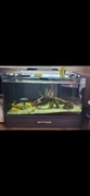 Akwarium z rybkami i akcesoriami